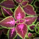 image of Colourful Leaves Plant