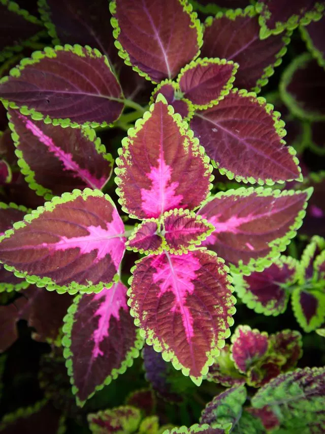 Colourful Leaves Plant: 8 Plants With Colourful Leaves