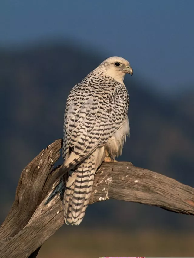 Fastest Bird: 9 Fastest Birds In The World