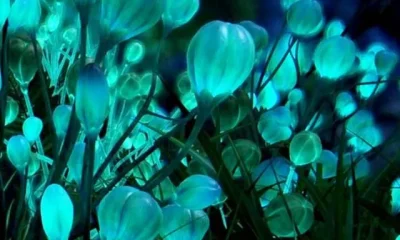 image of Night Time Glow Plants