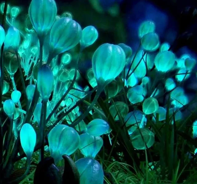 image of Night Time Glow Plants