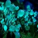 image of Night Time Glow Plants