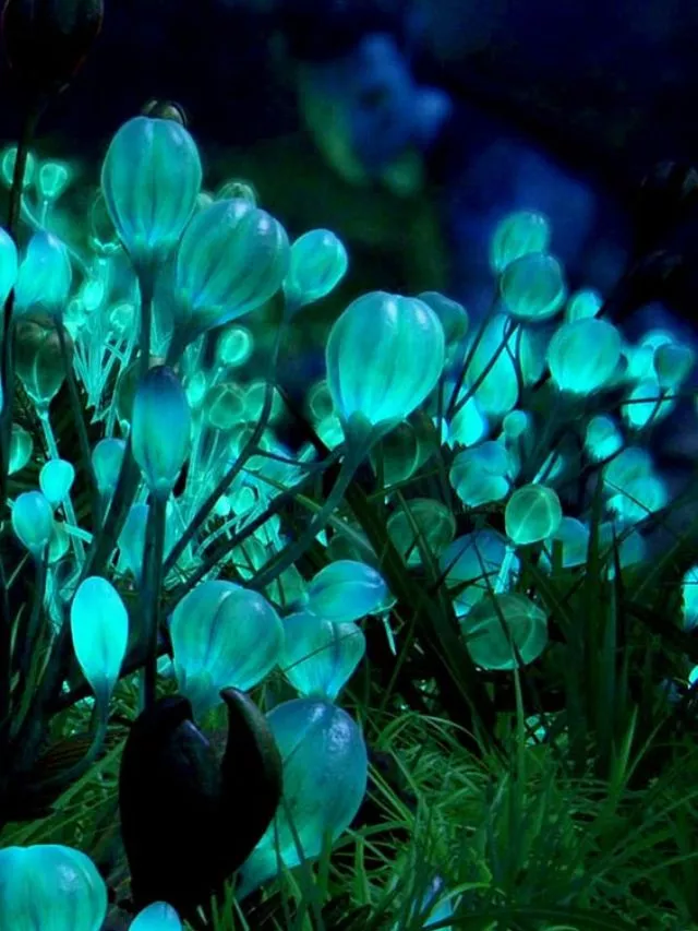 Night Time Glow Plants: 10 Plants That Shine At Night