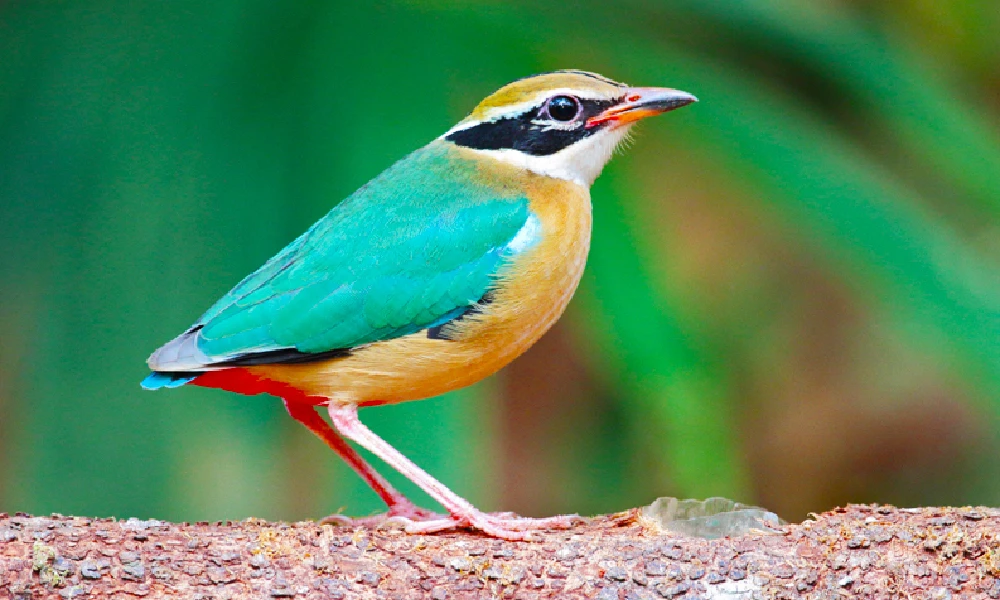 indian bird