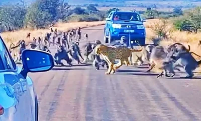 baboons attacked on leopard