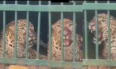 Tirupati Tirumala Leopard Trapped