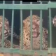 Tirupati Tirumala Leopard Trapped