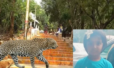 leopard attack at Tirupati