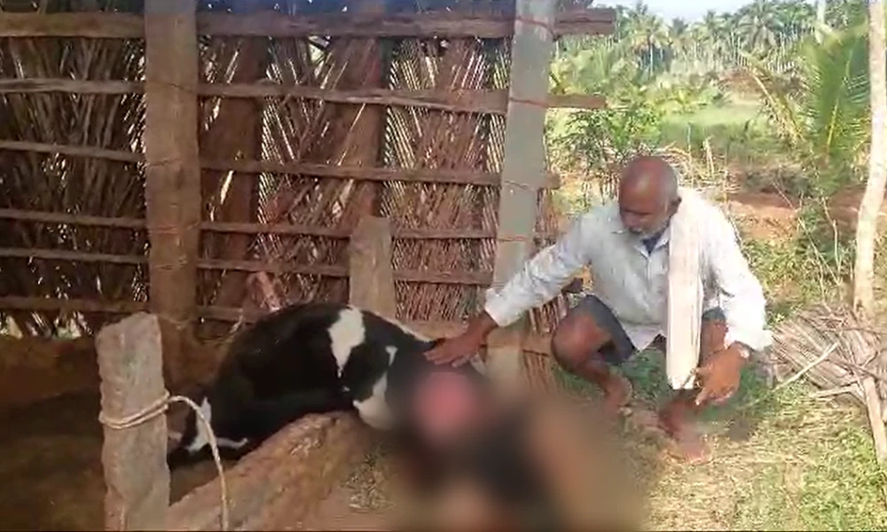 leopard-attacked cow farmer watching