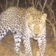 leopard attack
