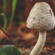 3 Dead After Eating Wild Mushrooms