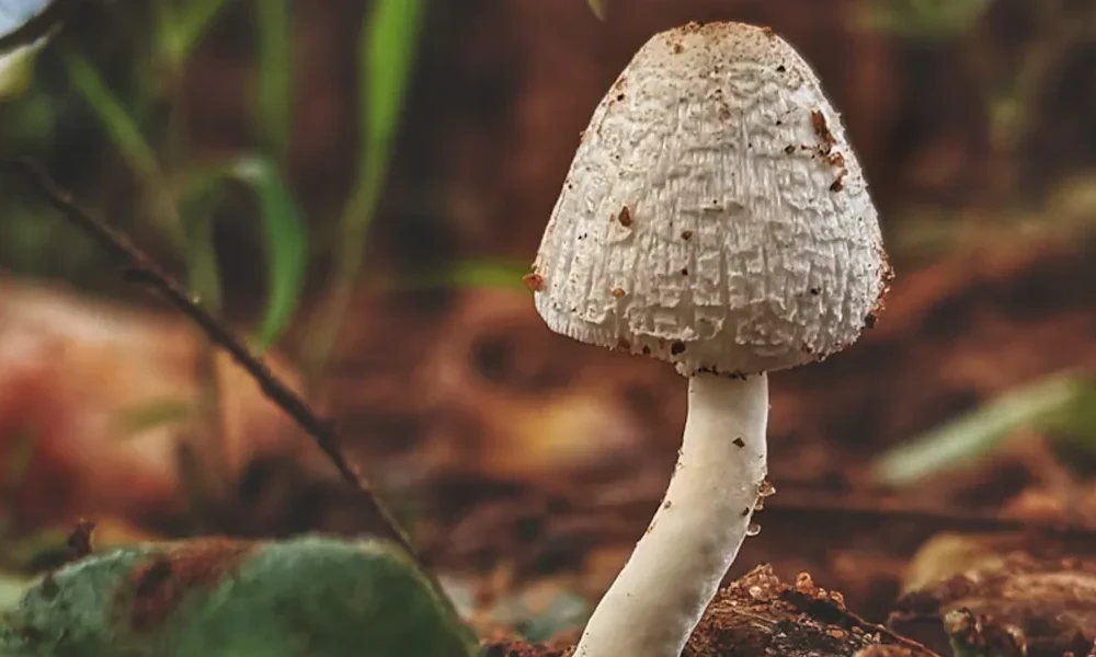 3 Dead After Eating Wild Mushrooms