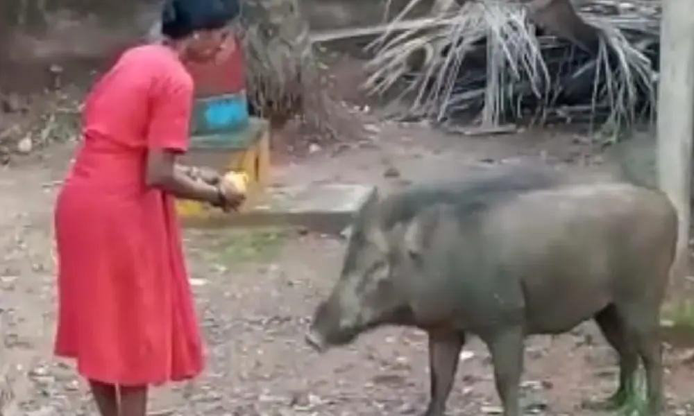 Wild boar killed