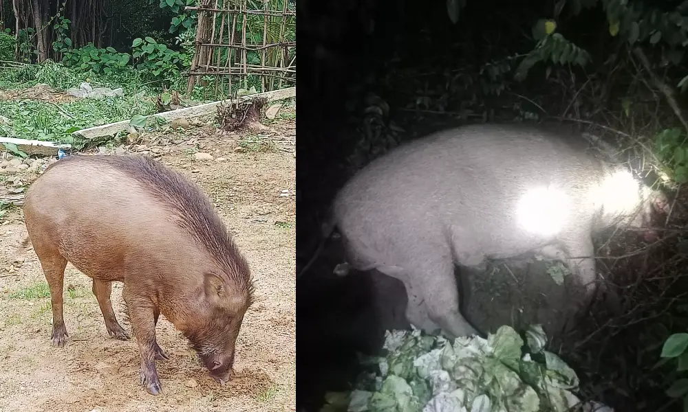 Wild boar killed