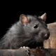 how to get rid of rats