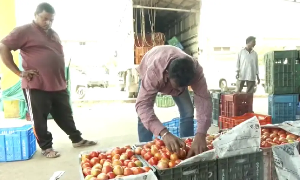 tomato price