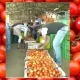 Chikkamagaluru tomato