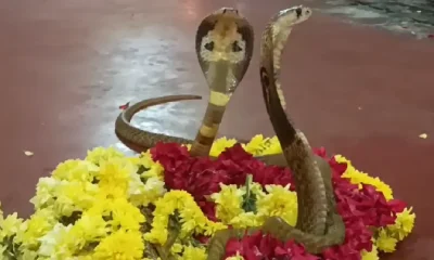 Cobras worshipped