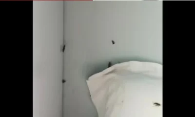 cockroaches in train