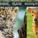 Leopard cubs and deers dead in Bannerughatta
