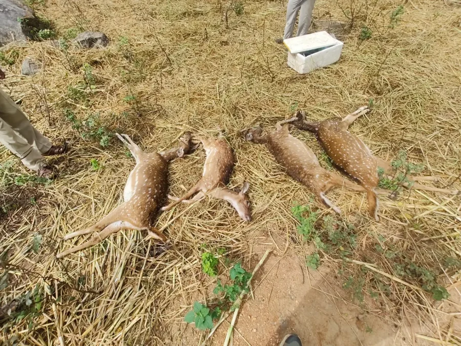 Deers dead at Bannerughatta park