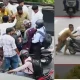 Bengaluru bandh Rapido Assaulted by drivers