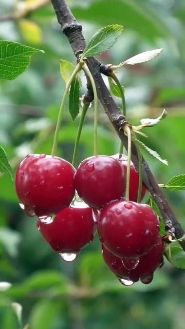 Cherries Fruits You Can Easily Grow In Your Home Garden