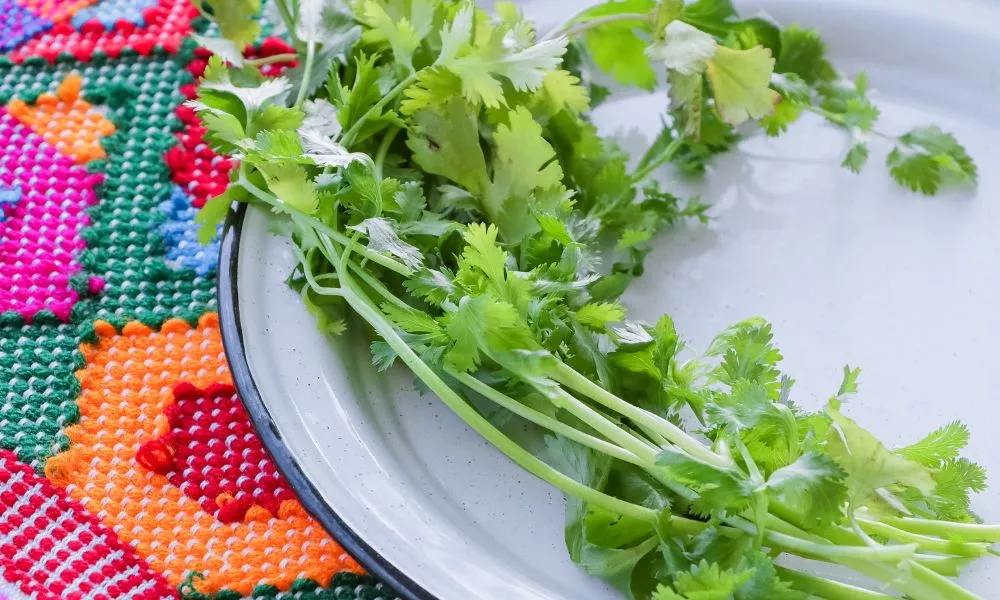 Coriander On White Plate Colorful Tablecloth