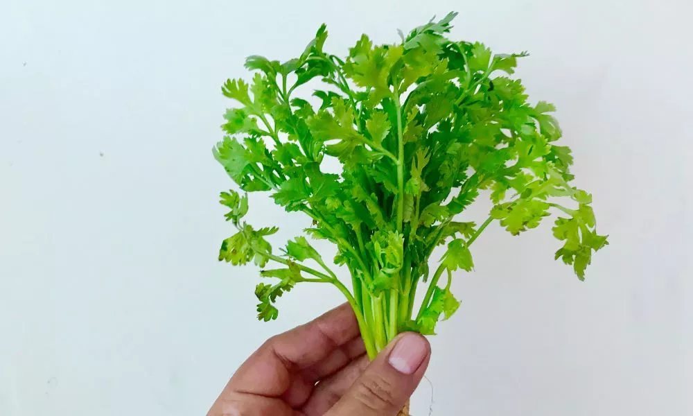 Coriander leaves