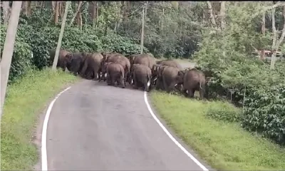 Elephant Attacked in Road