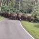 Elephant Attacked in Road