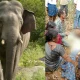 Elephant Attack Farmer dead in mysore