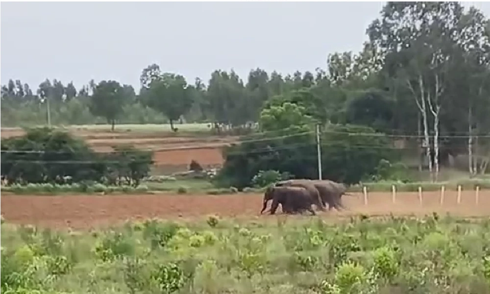 Elephants Found in Anekla attack