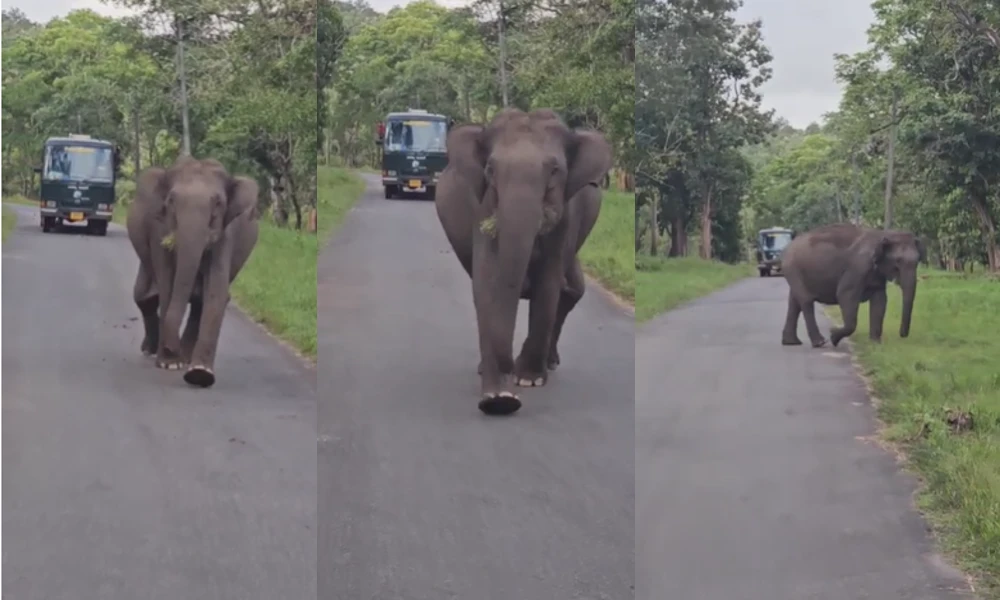 elephant attacked