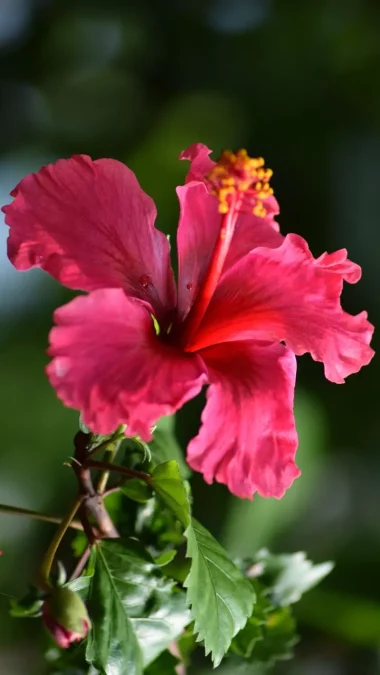 Hibiscus Beautiful Flowers