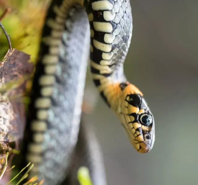 Image Of Animals That Shed Their Skin