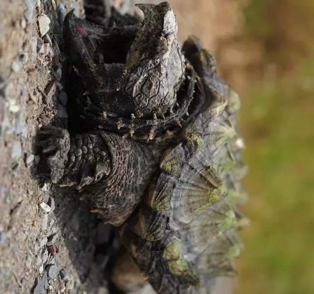 Image Of Animals With Tough Skin