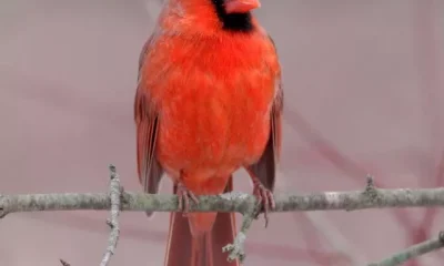 Image Of Beautiful Birds Of Northern Winter