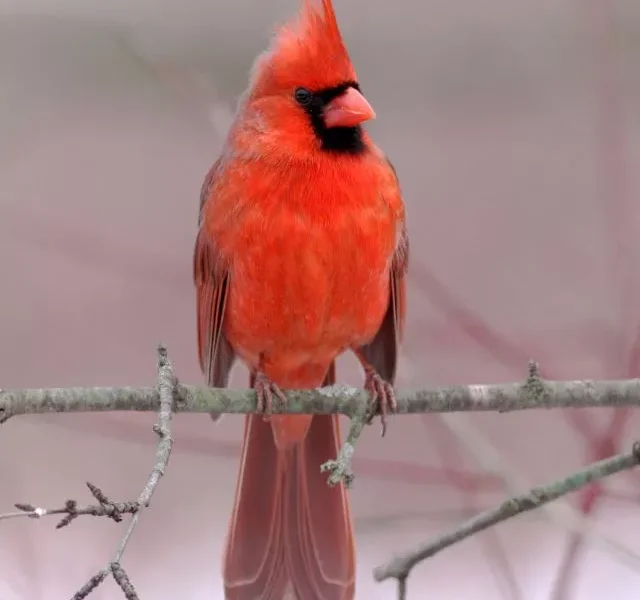 Image Of Beautiful Birds Of Northern Winter