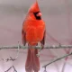 Image Of Beautiful Birds Of Northern Winter