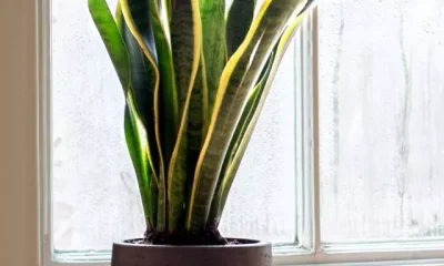 Image Of Benefits of Snake Plants