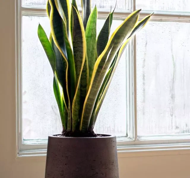 Image Of Benefits of Snake Plants