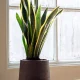 Image Of Benefits of Snake Plants