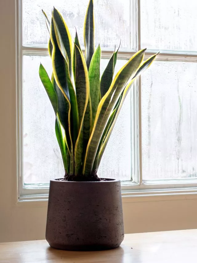Benefits of Snake Plants: 8 Benefits of Keeping a Snake Plant at Home