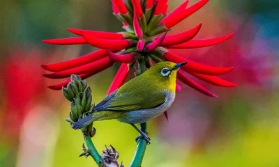 Image Of Birds That Survive On Flowers