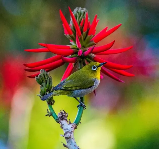 Image Of Birds That Survive On Flowers