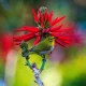 Image Of Birds That Survive On Flowers