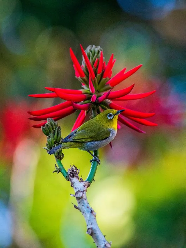 Top 8 Birds That Survive On Flowers
