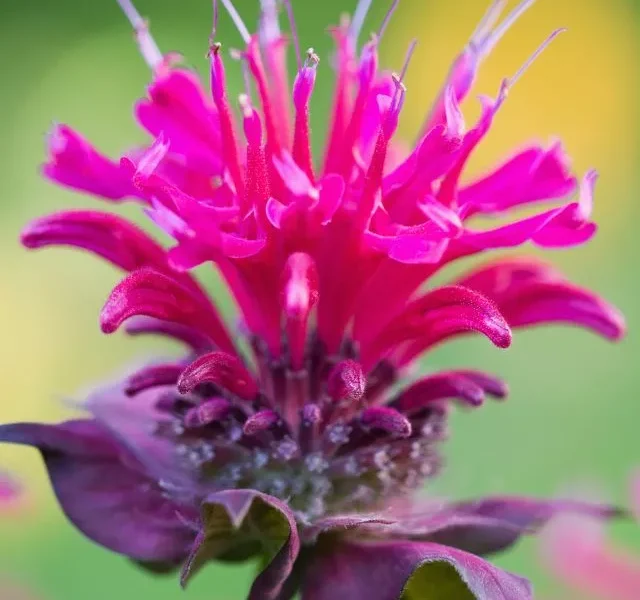 Image Of Flowers With The Sweetest Nectar