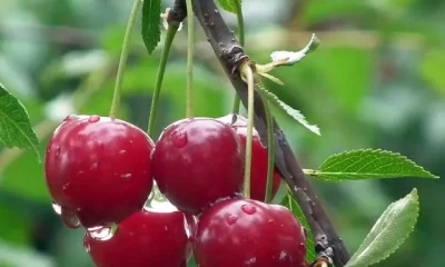 Image Of Fruits You Can Easily Grow In Your Home Garden